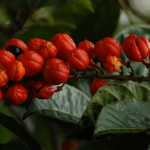 Guarana a jej priaznivé účinky